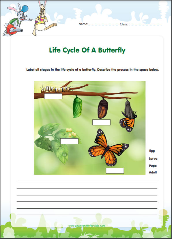 Buttefly life cycle worksheet free pdf